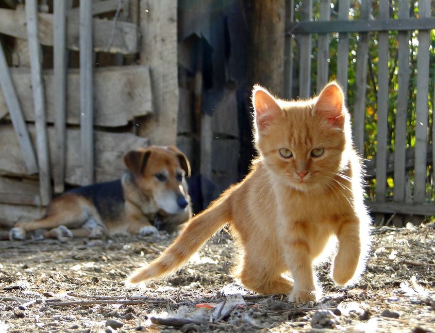 Школа кошек и собак. Рыжий кот в деревне. Рыжие коты и собаки. Кошка и собака в деревне. Собака и кошка во дворе.